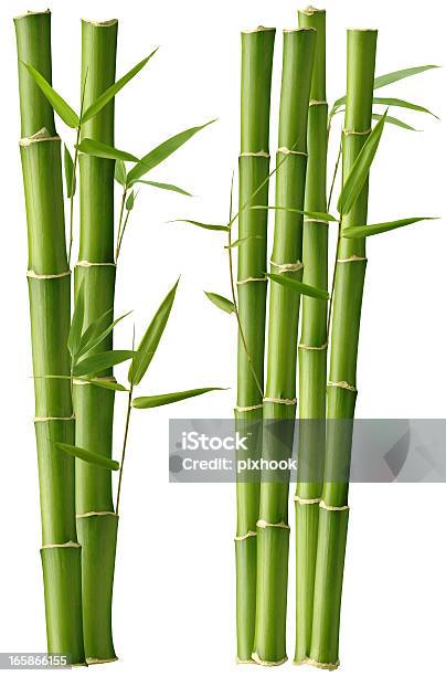 Belleza De Bambú Foto de stock y más banco de imágenes de Bambú - Familia de la Hierba - Bambú - Familia de la Hierba, Bambú - Material, Fondo blanco