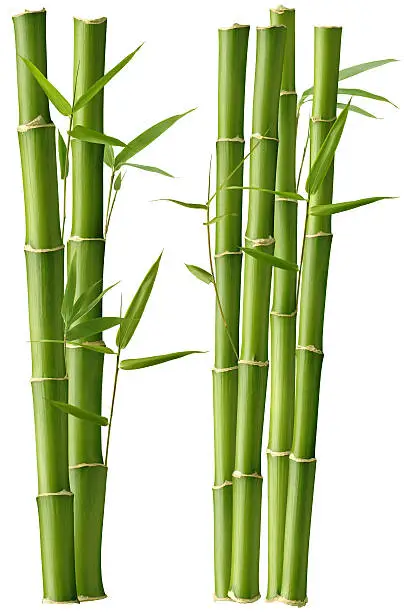 Bamboo Stalks with Leaves, isolated on a white background.