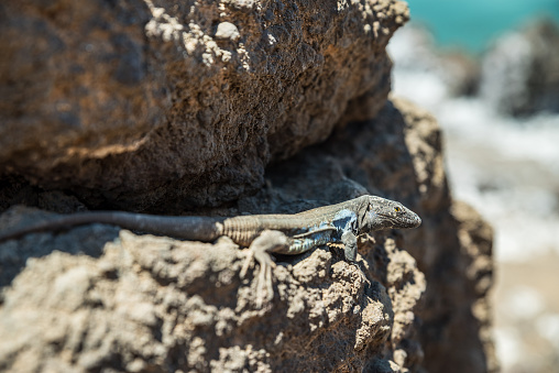 Atlantic lizard on rock close-up. Tenerife Island.