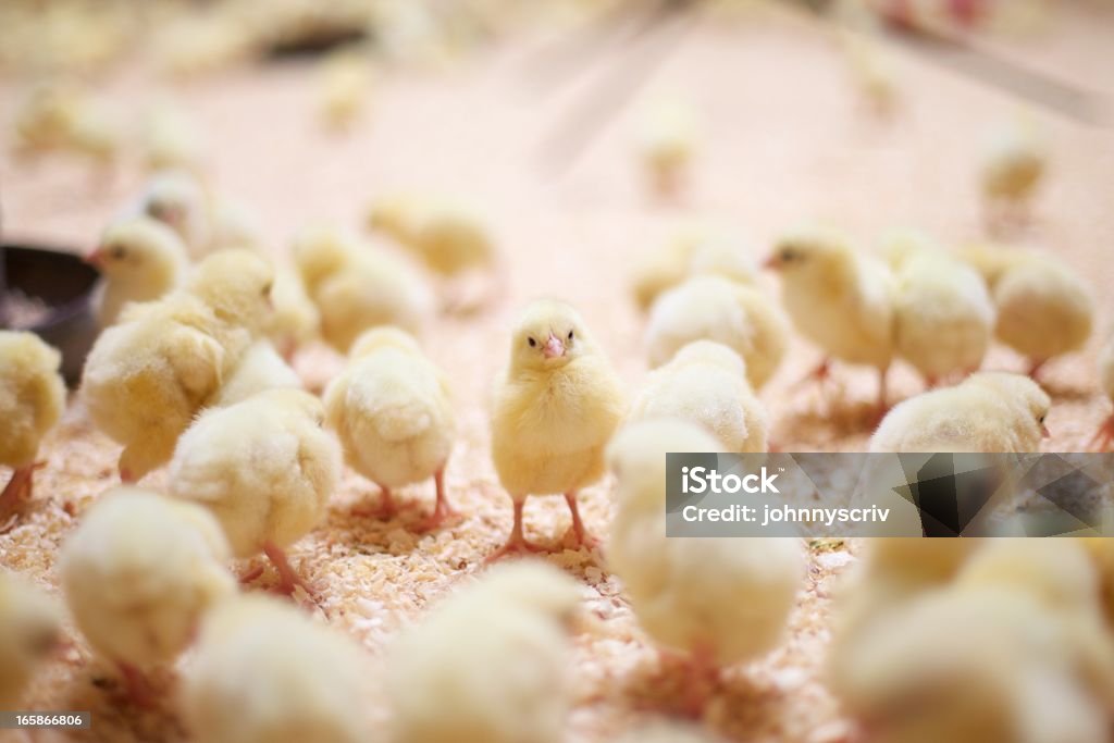 Pollos. - Foto de stock de Pollito libre de derechos