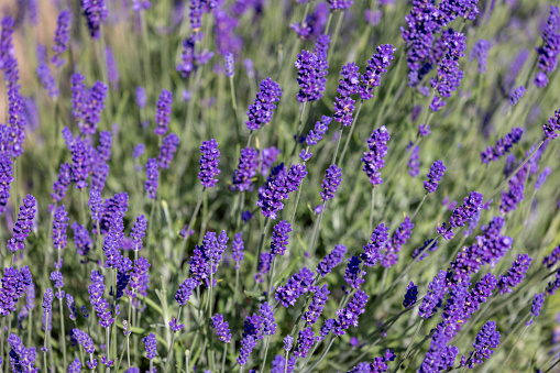 Picturesque meadow of blooming flowers of lavender, beauty of nature