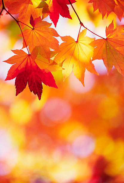 herbstliche farben - autumn japanese maple maple tree selective focus stock-fotos und bilder