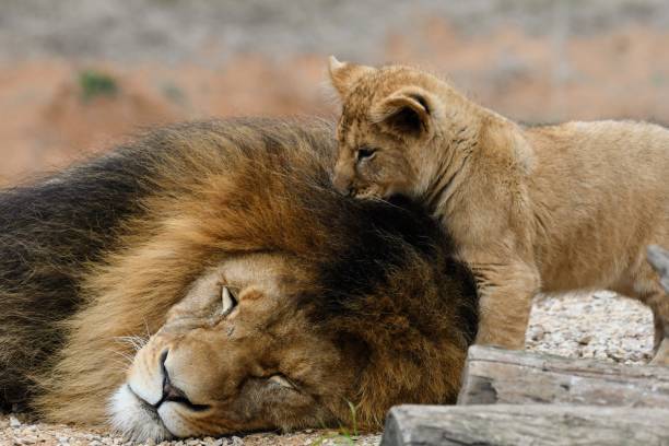 istock Male lion with his cub 1658673730