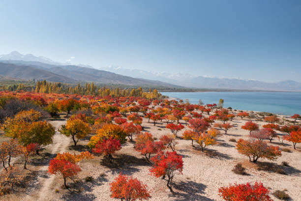 Colorful autumn orchard on the coast of Issyk-kul lake in Kyrgyzstan stock photo