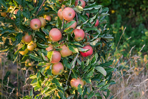 Red apples which are densely grown on the hanging down branch of the apple tree in an orchard in evening light