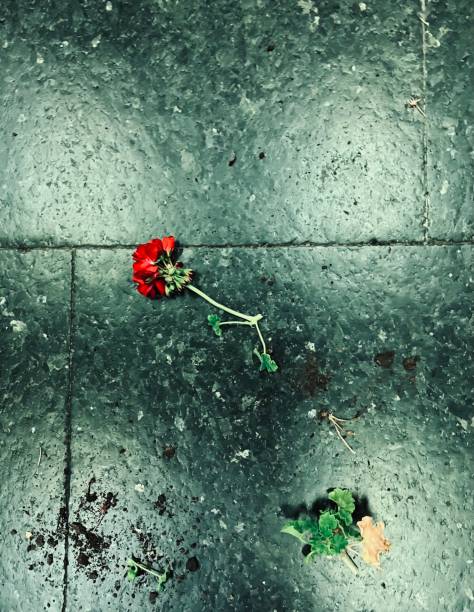 istock Flowers in the night 1658678501