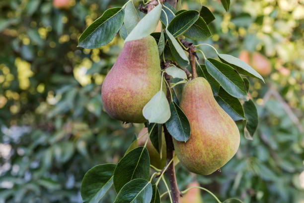 istock Ripe pears on a branch in an orchard in evening 1658680100