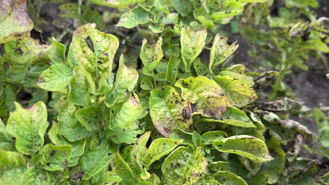 Early blight disease and Colorado potato beetle on crops