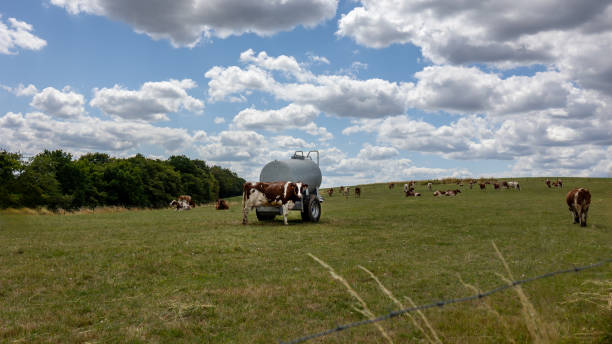 Frisian variegated dairy cows in the meadow grazing on the grass, Mullethal region close to the village of Reisdorf