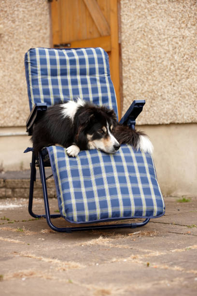 istock Border collie relaxing on garden lounger 165869652