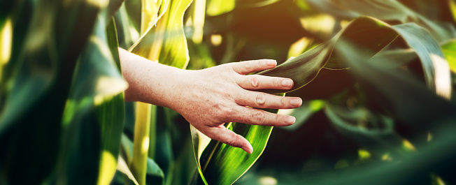 Female farmer examining green corn crops in field, closeup of hand touching plant, panoramic image with selective focus