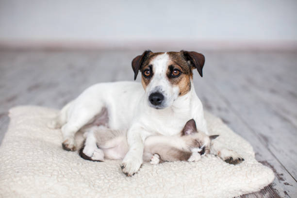 istock Cat and dog lying together on white blanket 1658705027