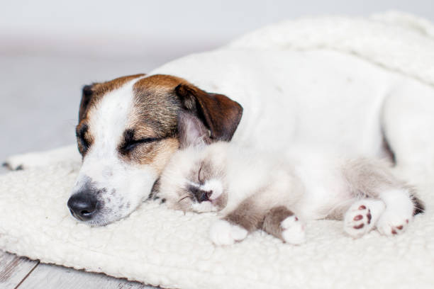 istock Cat and dog lying together on white blanket 1658705031