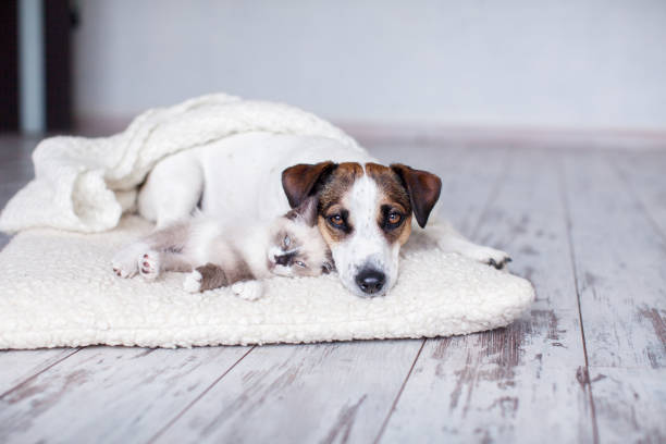 istock Cat and dog lying together on white blanket 1658705032