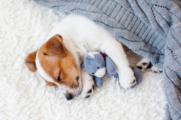 istock Little white puppy sleeping on white cozy blanket at home 1658705033