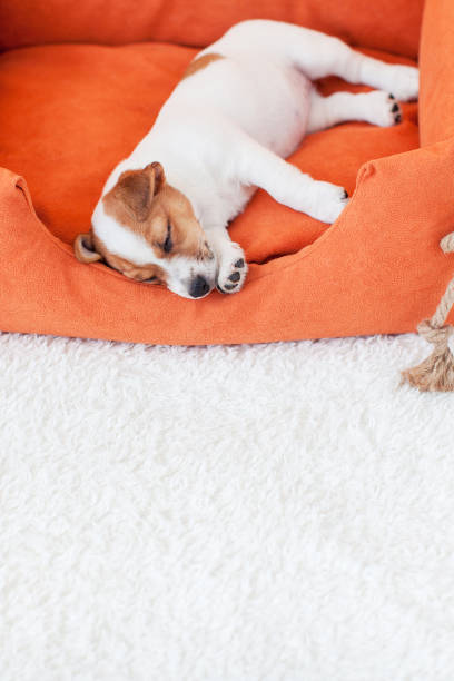 istock Puppy sleeps in an orange cot at home 1658705561