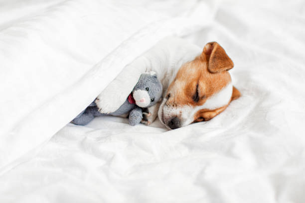 istock Cute pupppy dog sleeping in bed with fluffy toy 1658707265