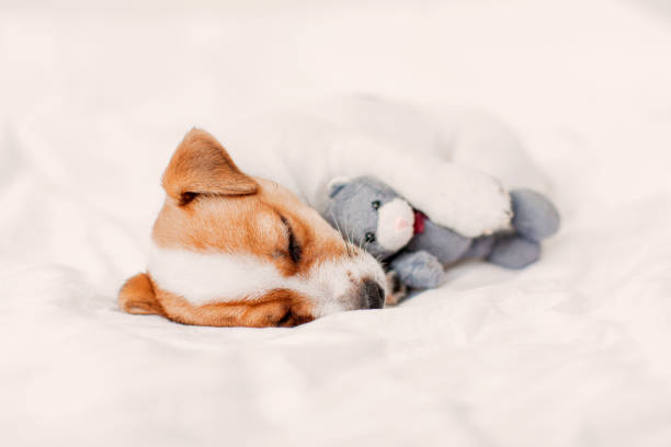 istock Cute pupppy dog sleeping in bed with fluffy toy 1658707273