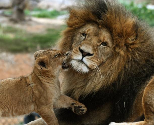 istock Male lion playing with his cub 1658709489