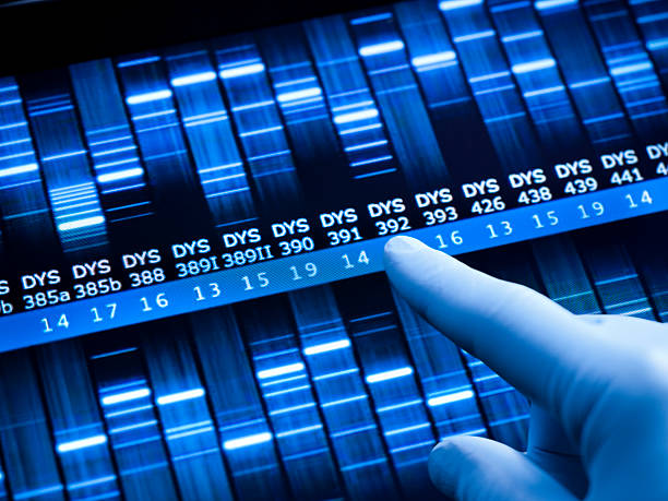 Genetic research at the laboratory DNA test sequence for research and science dna sequencing gel stock pictures, royalty-free photos & images