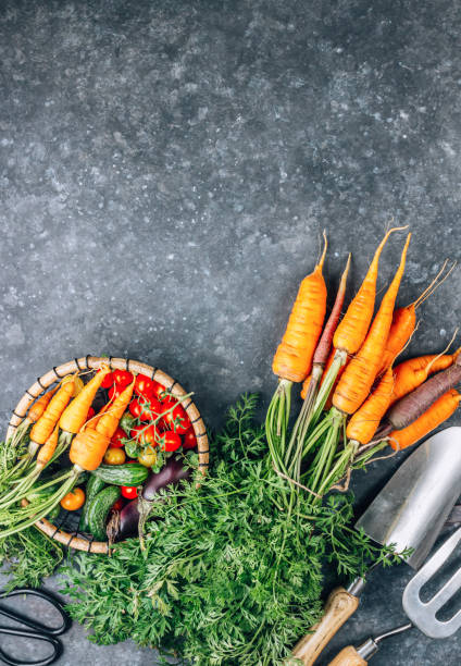 Fresh Harvest Delights. Flat lay composition of carrots, tomatoes, cucumbers, eggplants
