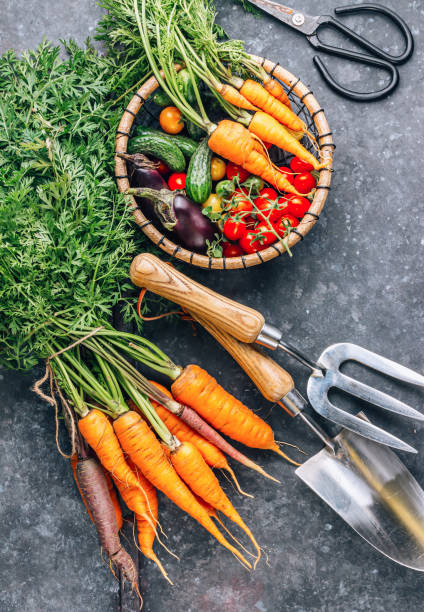 istock Fresh Harvest Delights. Flat lay composition of carrots, tomatoes, cucumbers, eggplants 1658733797