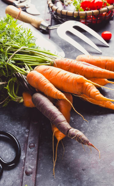 istock Fresh Harvest Delights. Flat lay composition of carrots, tomatoes, cucumbers, eggplants 1658733798