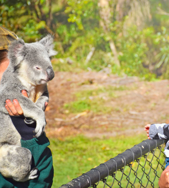 istock Man holding a koala, koala looks at people at zoo outdoors, forest background and sunlight. 1658734336