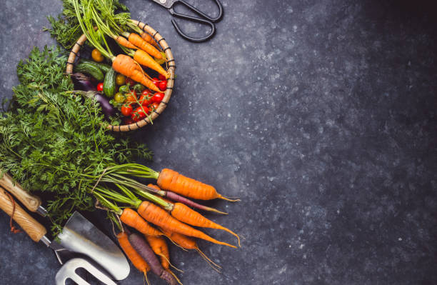 istock Fresh Harvest Delights. Flat lay composition of carrots, tomatoes, cucumbers, eggplants 1658734555