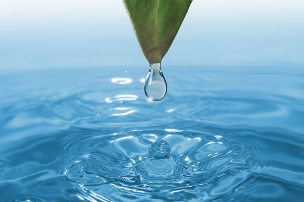 istock A water droplet falling from green leaf into a tranquil body of water, creating ripples and splashes 1658735211