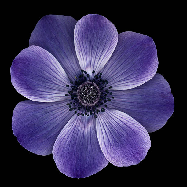 purple anemone mohn, isoliert auf schwarz - windröschen stock-fotos und bilder