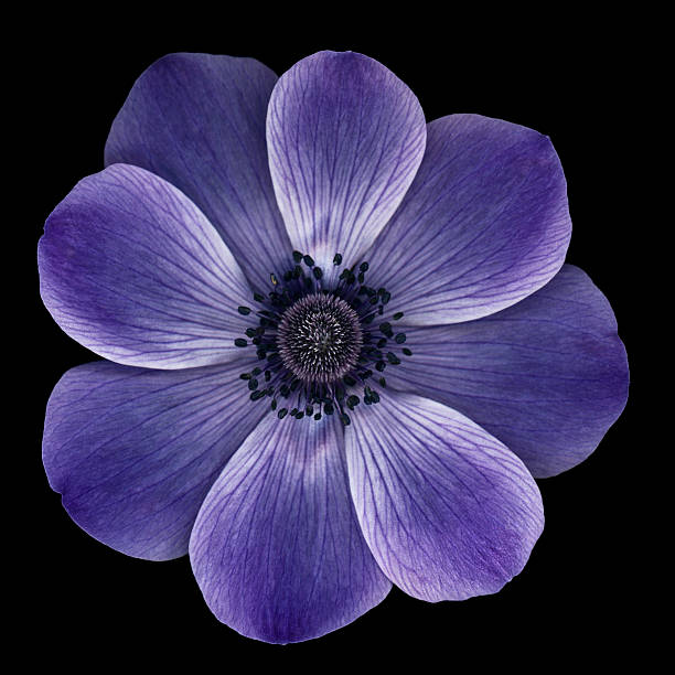 anémona púrpura papoila isolado no preto - poppy purple flower close up imagens e fotografias de stock