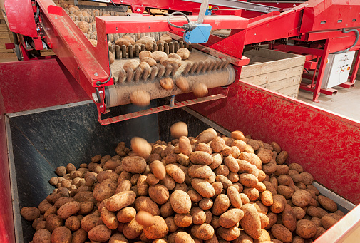 Harvested potatoes falling from a conveyor belt on an processing machine into a hopper collection following automatic grading.