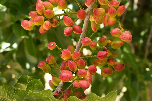 Close-up of ripening pistachio (Pistacia vera) nuts growing in clusters on a central California orchard.