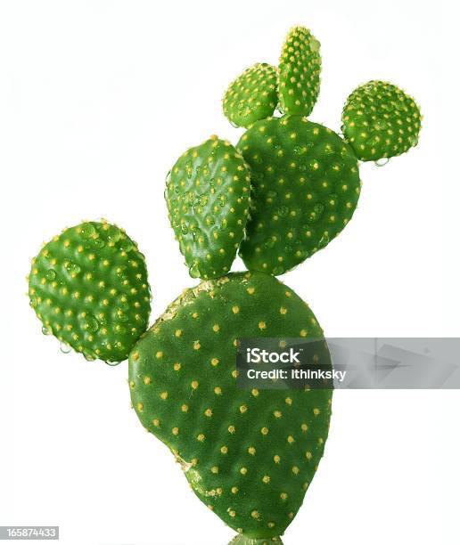 Photo libre de droit de Cactus banque d'images et plus d'images libres de droit de Cactus - Cactus, Figuier de Barbarie, Fond blanc