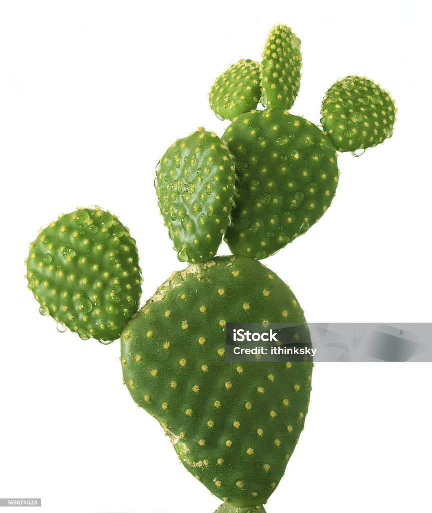 Cactus Cactus isolated on white background Cactus Stock Photo
