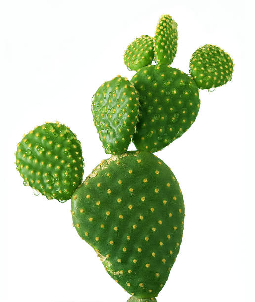 Cactus Cactus isolated on white background prickly pear cactus stock pictures, royalty-free photos & images