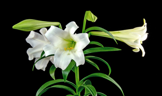 The blooms of an white Easter Lily on a black background.