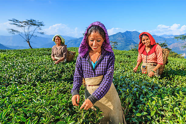 indian selettori pizzicare le corde di foglie di tè, darjeeling, india - tea crop picking agriculture women foto e immagini stock