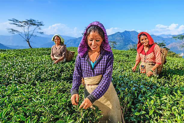 istock Indian pickers plucking tea leaves in Darjeeling, India 165874768