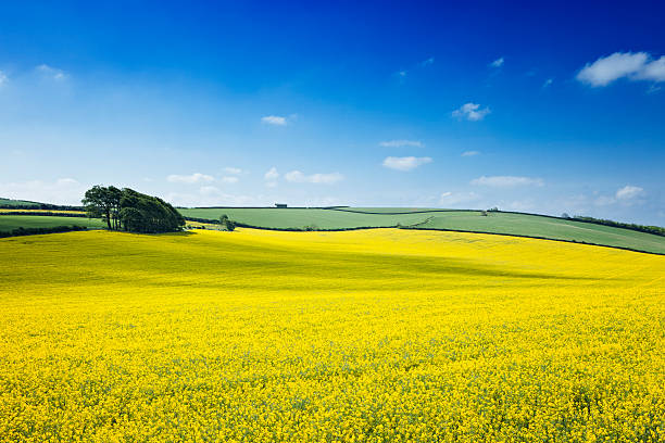 유채꽃 필드 - oilseed rape 뉴스 사진 이미지