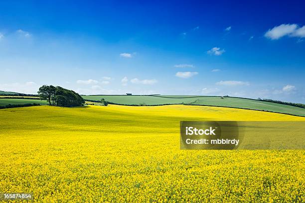 Rzepak Pole - zdjęcia stockowe i więcej obrazów Rzepak - Rzepak, Pole, Kornwalia - Anglia