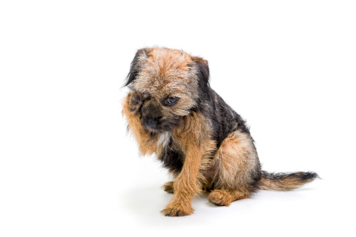 very sorry 6 month old Border terrier puppy
