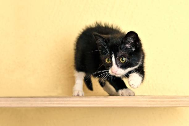 istock Cute tuxedo kittensitting on a wooden shelf . Horizontal image with copy space. 1658749677