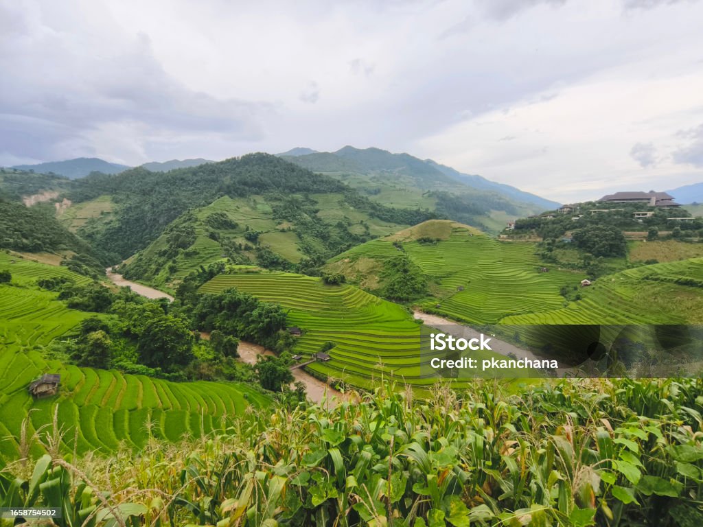 Corn field over rice terraces at Mu cang chai, Vietnam. Corn field over rice terraces and green valley mountain at Mu cang chai, Vietnam. Natural agriculture background. Aerial View Stock Photo