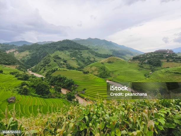 Corn Field Over Rice Terraces At Mu Cang Chai Vietnam Stock Photo - Download Image Now
