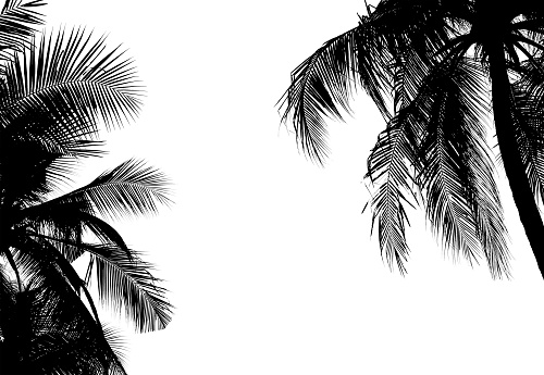 Silhoutte coconut trees isolated on white background. Black palm plant on summer beach.