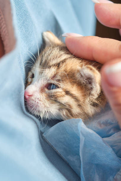 manos de la mujer sosteniendo al gatito recién nacido. - protection domestic cat animal head cub fotografías e imágenes de stock