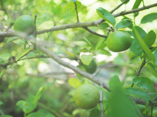 istock Green lime and leaves hanging on tree. 1658755638