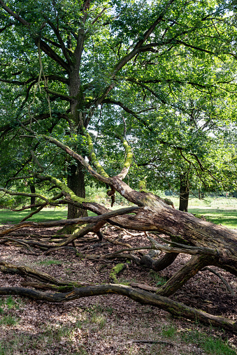 Fallen oak tree in nature reserve Wahner Heide near airport Cologne/Bonn in North Rhine-Westfalia, Germany